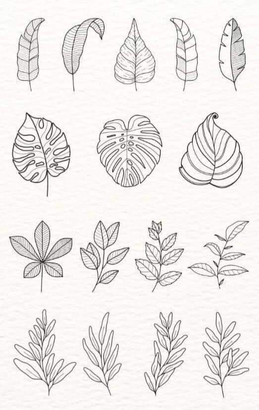 different types of leaves drawn on paper