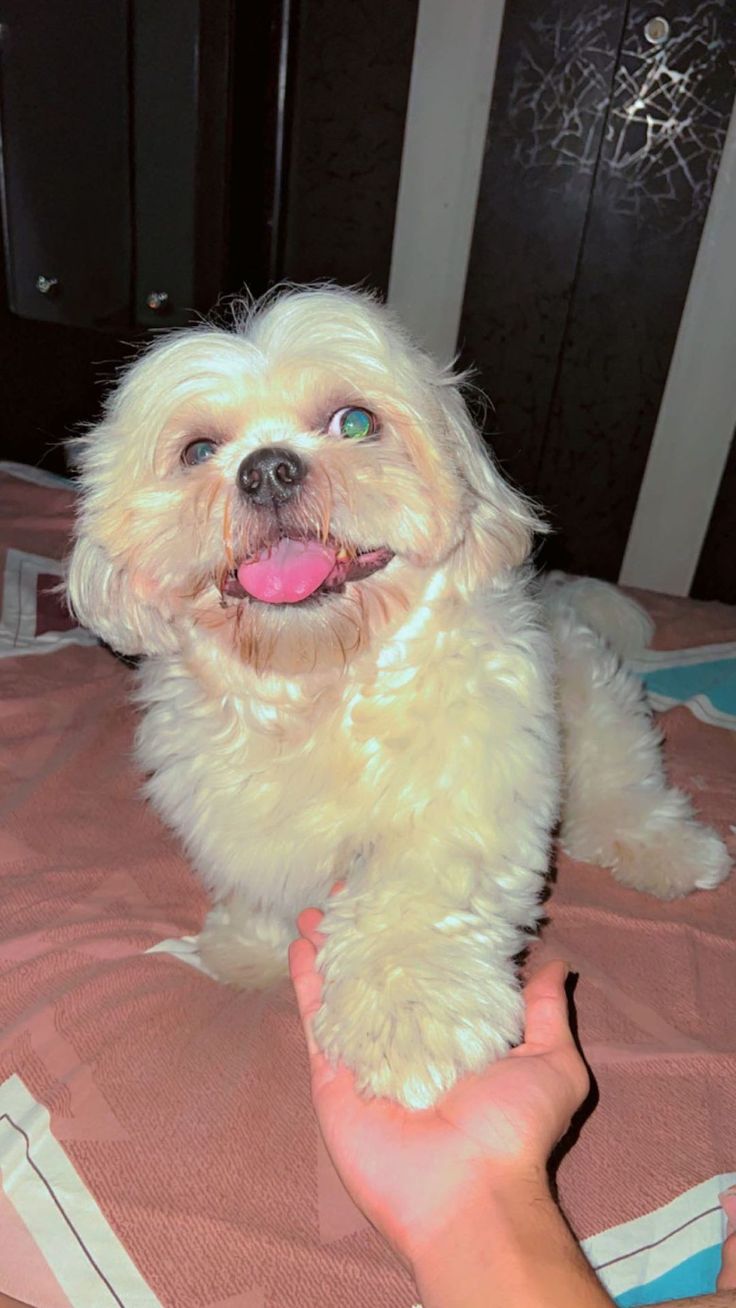 a small white dog sitting on top of a bed next to a person's hand