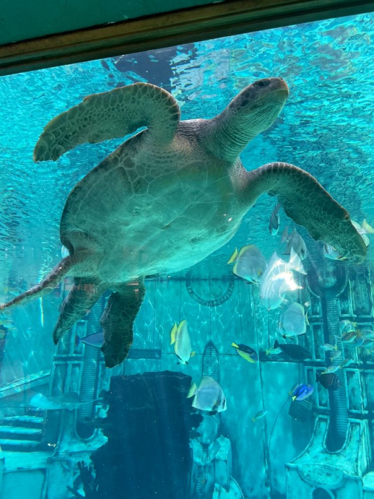 a large turtle swimming in an aquarium