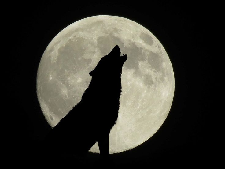 a wolf silhouetted against the full moon