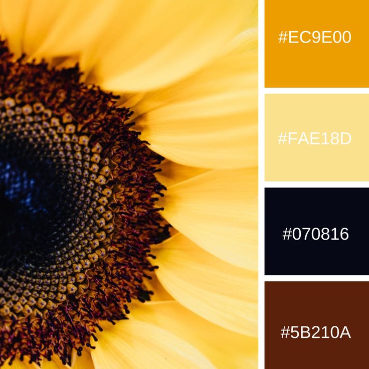 an image of a sunflower with color swatches in the bottom right hand corner