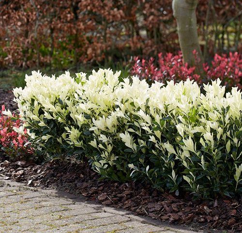 white and red flowers are growing in the garden