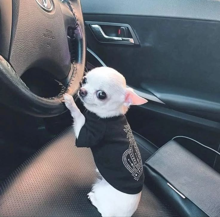 a small white dog sitting in the driver's seat of a car with its paw on the steering wheel