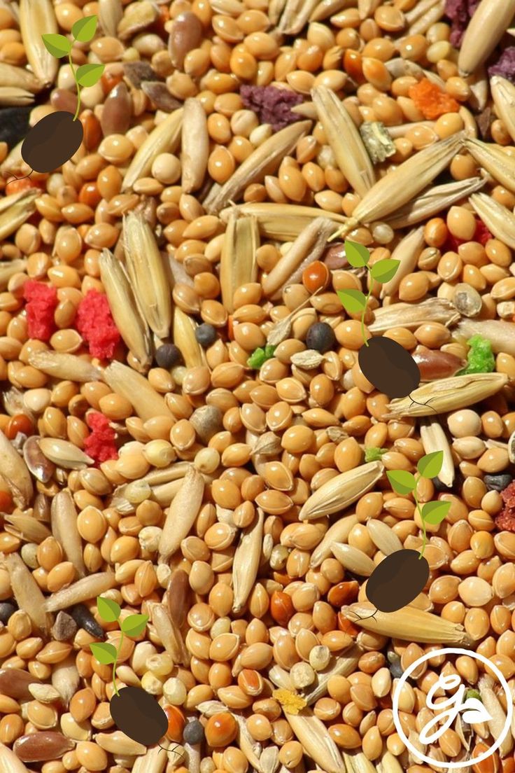 a mixture of grains and seeds are shown in this close - up photo, with the word'gourmet'written below it