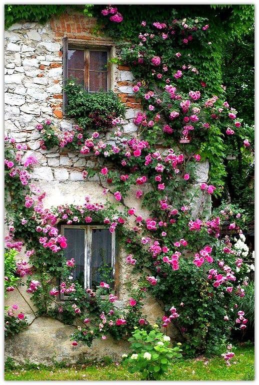 an old stone house with pink flowers growing on it's side and windows covered in ivy