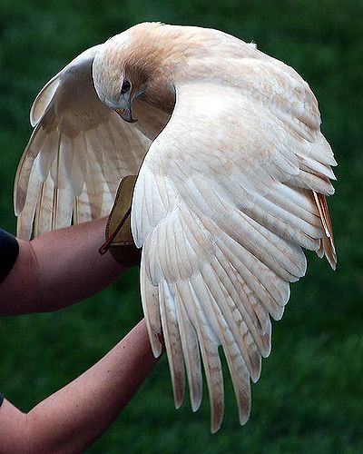 a person holding a white bird with wings spread out in front of their face and arm