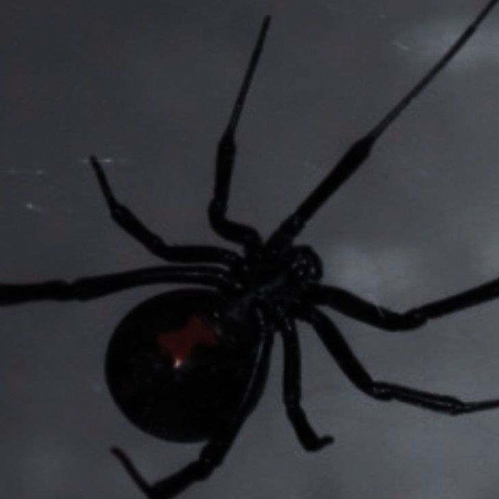 a large black spider sitting on top of a glass table next to a red light