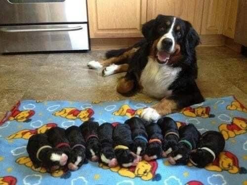 a dog sitting on the floor with puppies in front of him and an oven