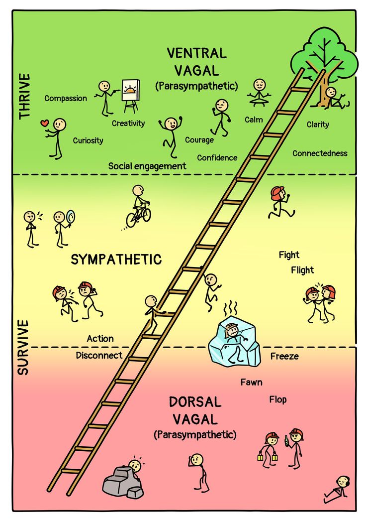 Vagal Nerve, Self Energy, All Body Systems, Polyvagal Theory, Counselling Tools, Internal Family Systems, Body Connection, Autonomic Nervous System, Family Systems