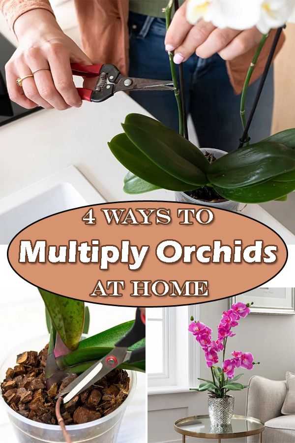 Propagate Orchids From Leaves, How To Propagate Orchids From Cuttings, Orchid Propagation Stems, Propagating Orchids From Stems, Propagating Orchids From Cuttings, How To Propagate Orchids, Orchids Care For Beginners, Orchid Tower, Propagating Orchids