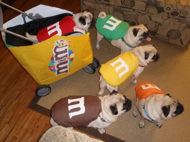 four pugs are dressed up in costumes