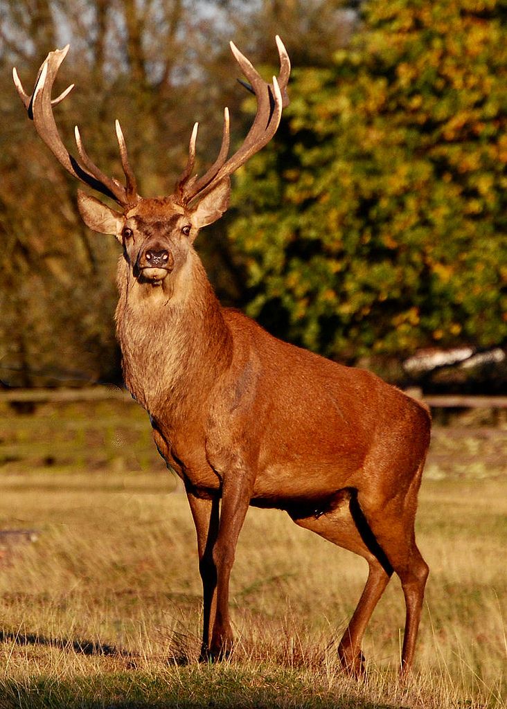 a red deer standing on top of a grass covered field