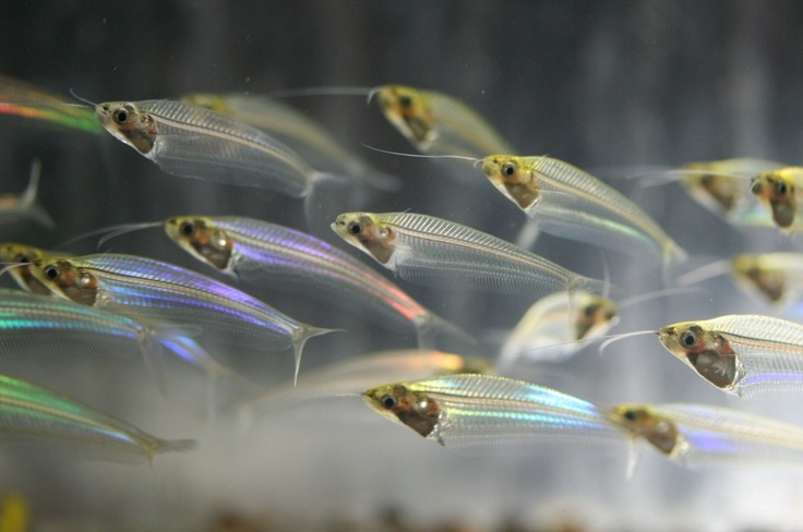 a group of small fish swimming in an aquarium with colorful lights on the water's surface