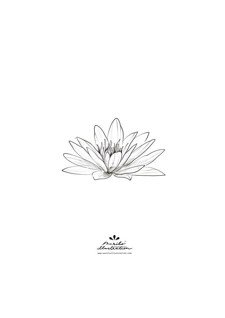 a black and white drawing of a lotus flower