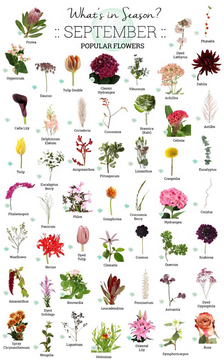 an illustrated poster with flowers and their names