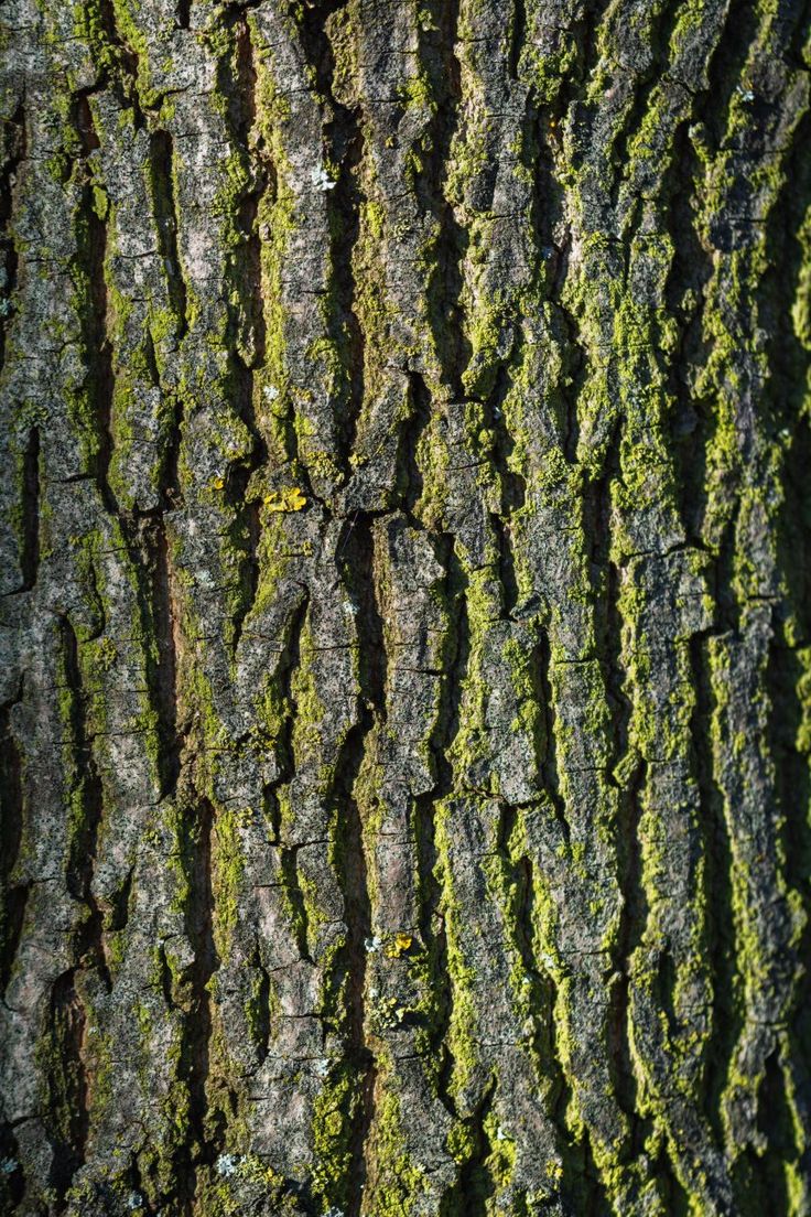 the bark of a tree is covered in green moss