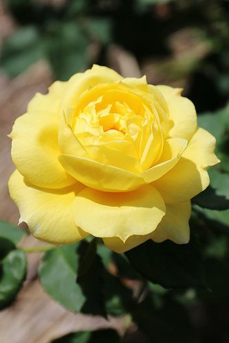 a yellow rose with green leaves in the background