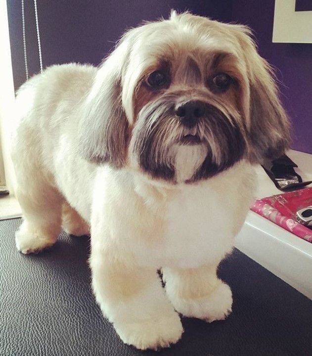 a small white dog standing on top of a hair salon table next to a comb dryer