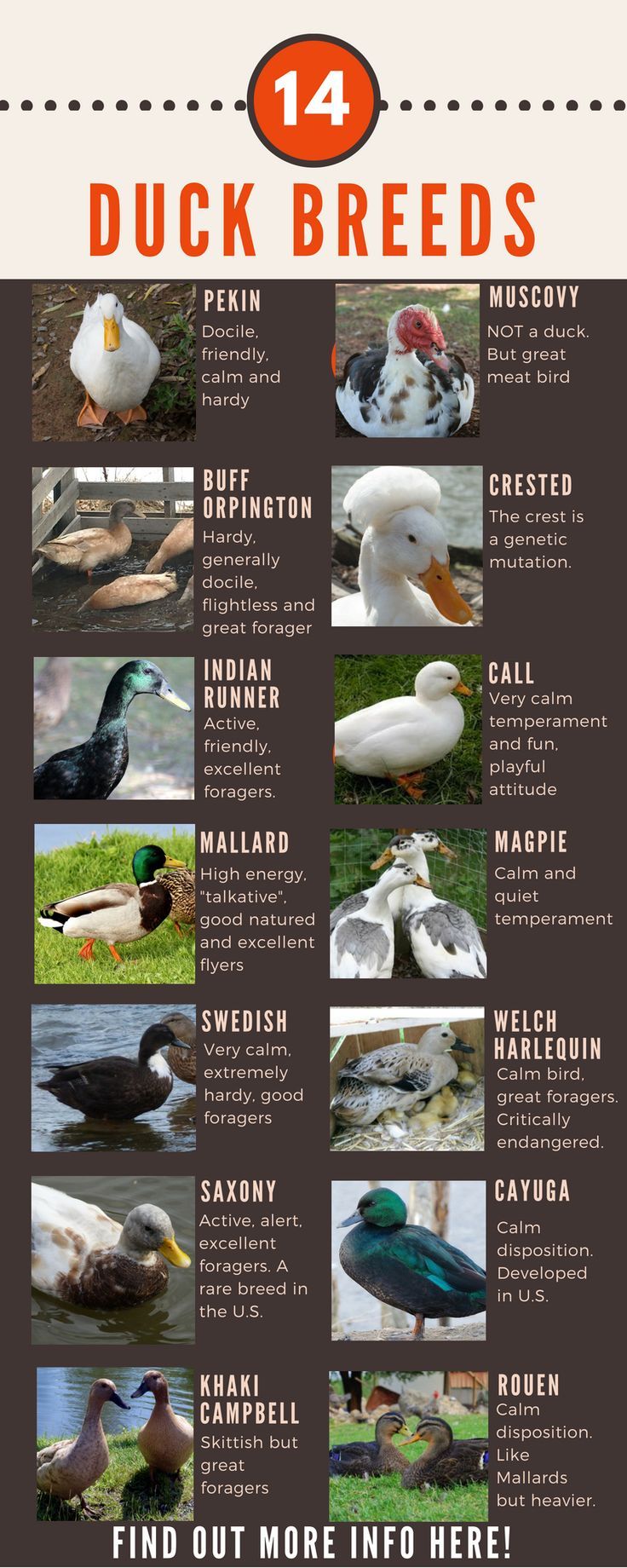 Breeds Of Ducks, Turkey Breeds Chart, Duck Yard Ideas, Duck Breeds Chart, Duck Waterer No Mess, Backyard Duck Coop, Goose Breeds, Chicken Breeds Chart, Geese Breeds