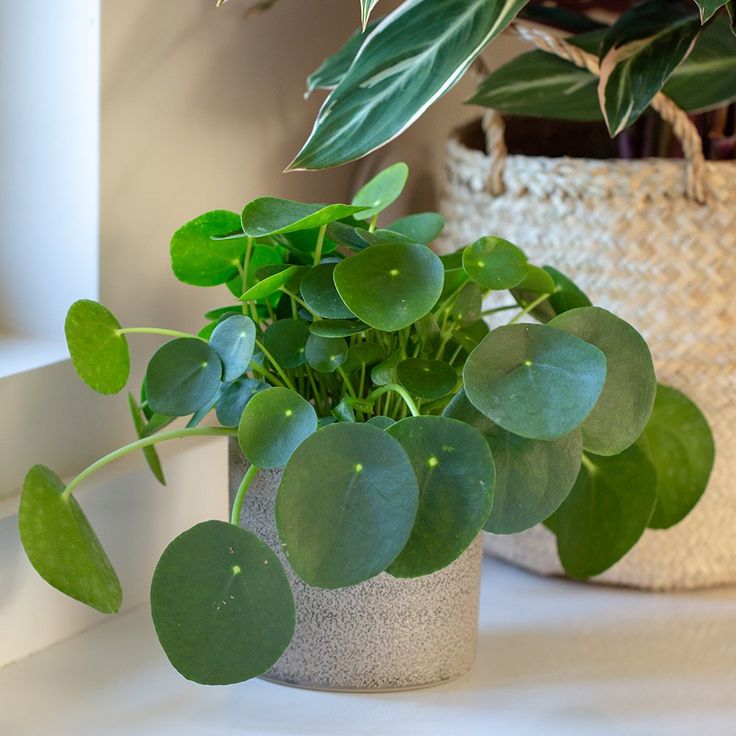 a potted plant sitting on top of a white table