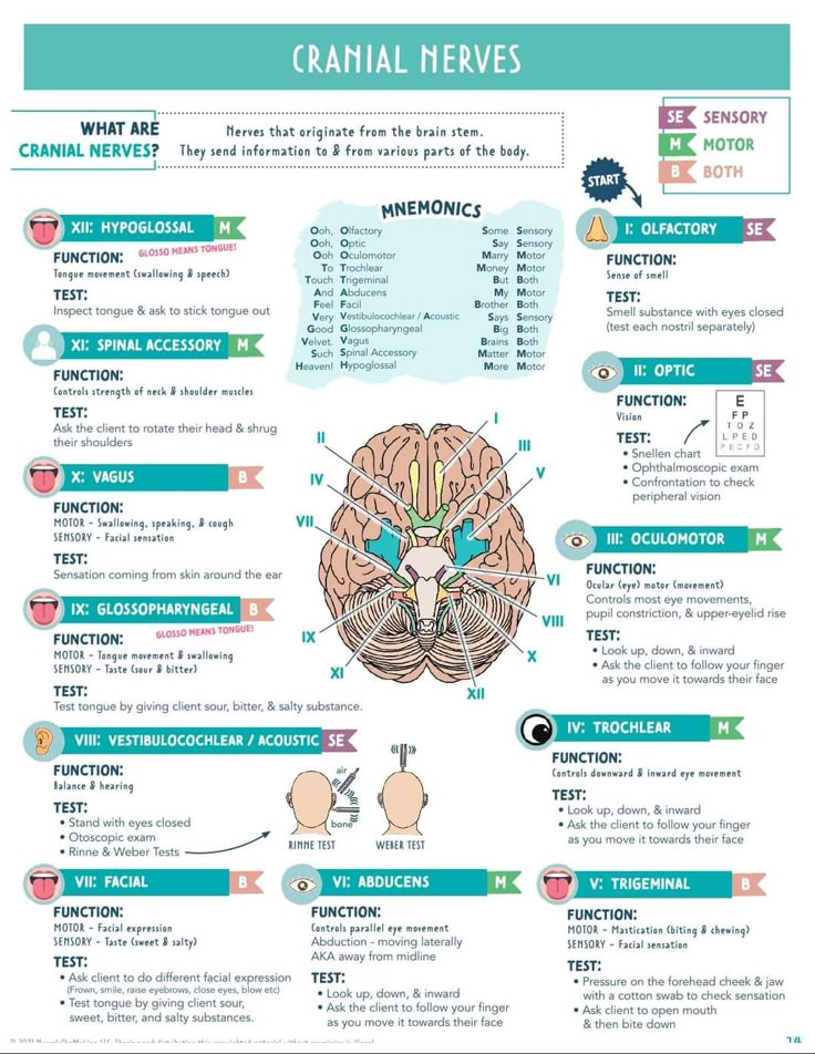 12 Cranial Nerves, Olfactory Nerve, Brain Anatomy And Function, Nursing School Studying Cheat Sheets, Nursing School Essential, Medical School Life, Nursing School Motivation, Basic Anatomy And Physiology, Nurse Study Notes