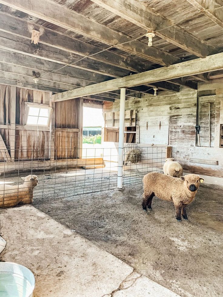 two sheep standing in an old barn with wooden walls