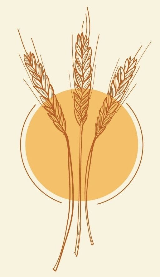 two ears of wheat on an orange background