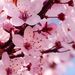 CherryBlossoms_Tree