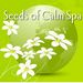 seedsofcalmspa