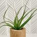 AirPlantCityTillandsias