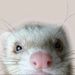 ferrets0219