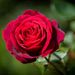 rose_petal0311