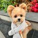 puppyinsuits