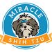 miracleshihtzu