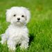 cutedogs0430