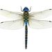 dragonflytherapies