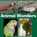 animalwonders