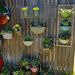 picketfencesucculents