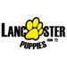 lancasterpuppies