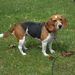 beagle0712