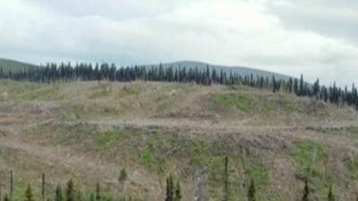 Forests in Canada