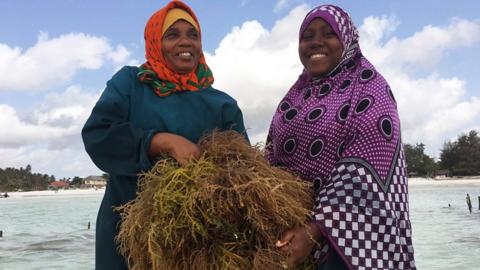 Seaweed farmers