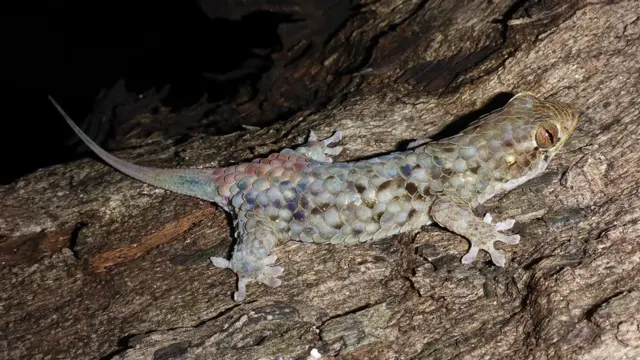 Lagarto Geckolepis megalepis