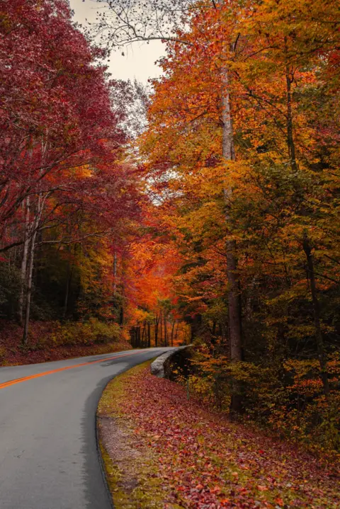 Mark Ashmeade A road lined with trees covered in autumn leaves