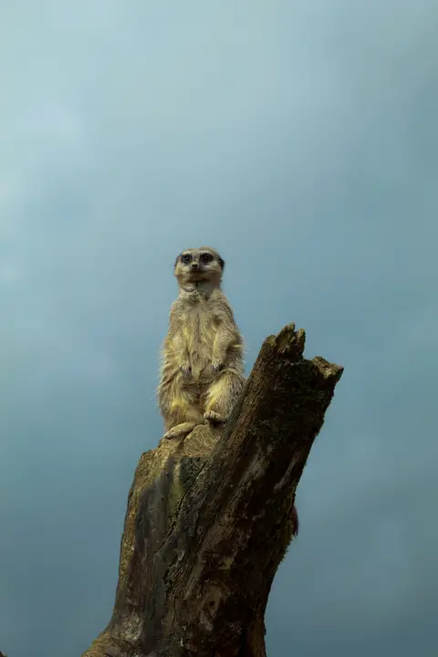 Jasmine Swindail Meerkat stood on an upright log with a grey sky in the background