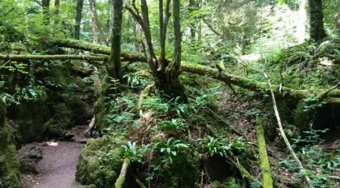 A woodland clearing in Puzzlewood.