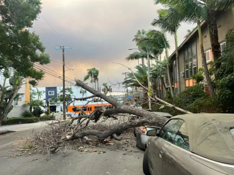 Photo of fallen tree and debris in road with burned cars parked on the side. There are palm trees in the background and the sky is golden. 