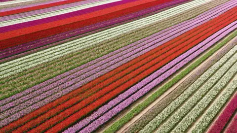 Mark Eves Rows of red and pink tulips in a field