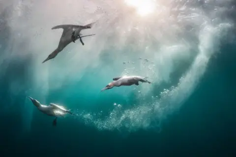 Kat Zhou/Bird Photographer of the Year Northern gannets diving in waters in Shetland, United Kingdom.