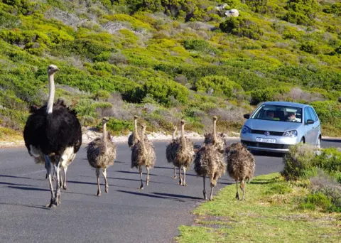 Rick Woodward A car follows a group of ostriches on a road